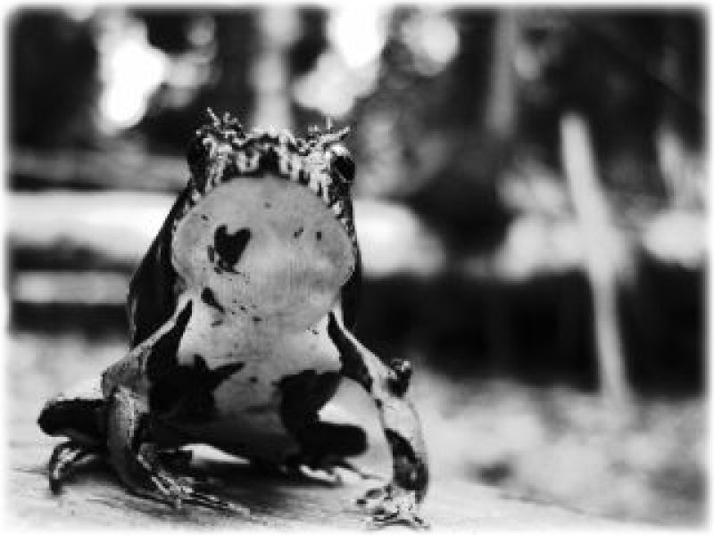 Eyelashed Forest Frog, Edalohhina perezi, Martin Muir