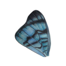 Butterfly Wing, Sarah Macdonald