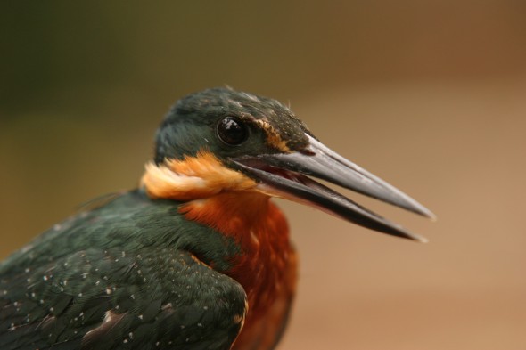 Wildlife (10)