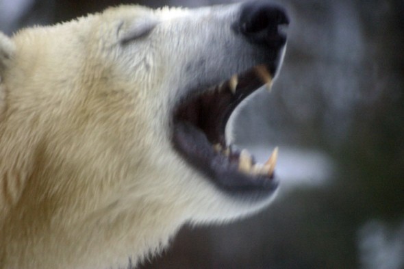 Wildlife (100)