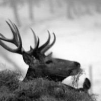 Wildlife (101)