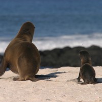 Wildlife (1)