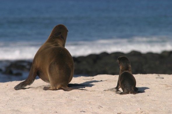 Wildlife (1)