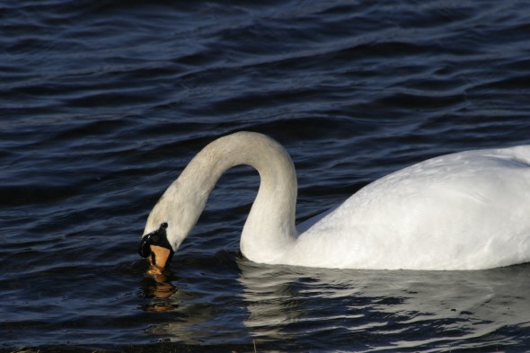 Wildlife (14)