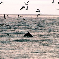 Wildlife (15)