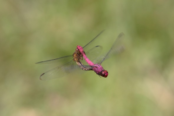 Wildlife (2)