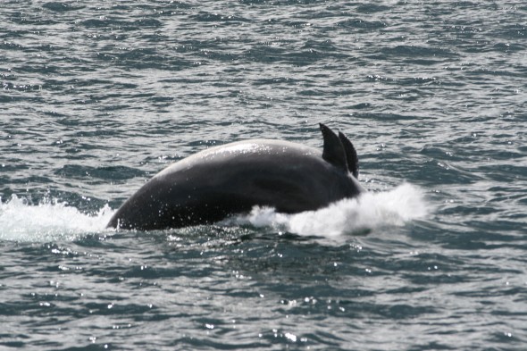 Wildlife (21)