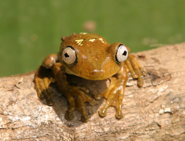 Wildlife (3)