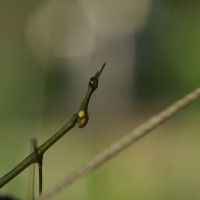 Wildlife (32)