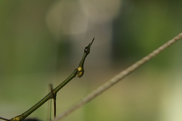 Wildlife (32)