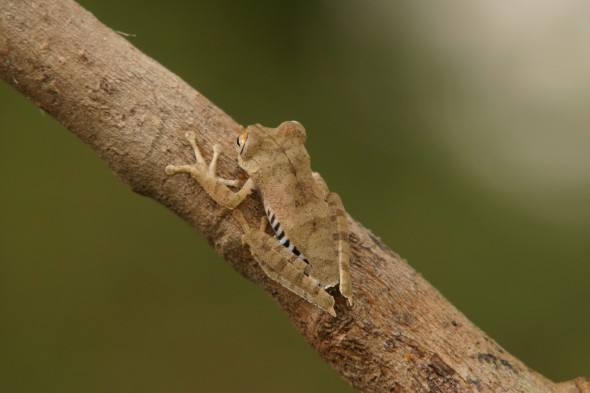 Wildlife (33)