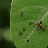 Wildlife (37)