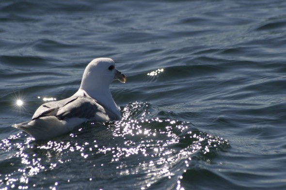 Wildlife (38)