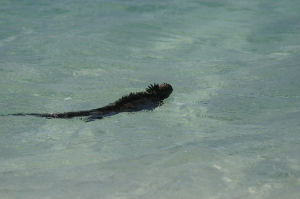 Wildlife (40)