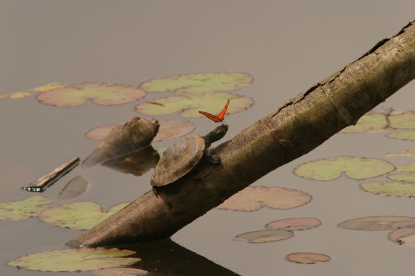 Wildlife (41)