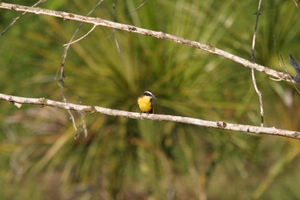 Wildlife (42)