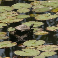 Wildlife (43)