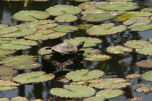Wildlife (43)