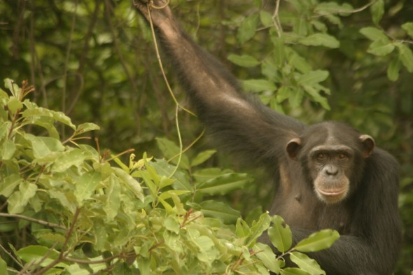 Wildlife (44)