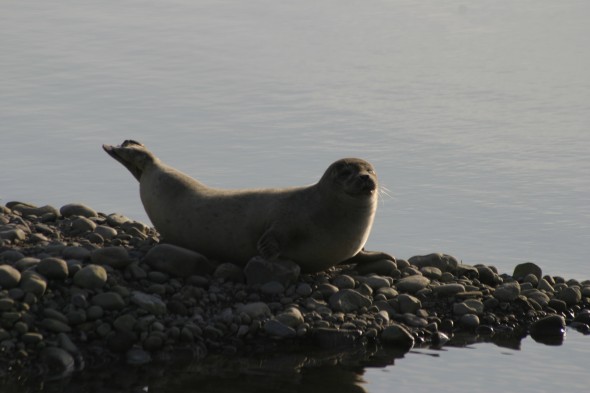 Wildlife (54)