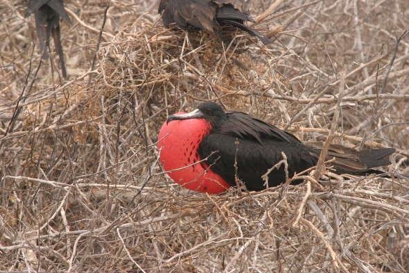 Wildlife (59)