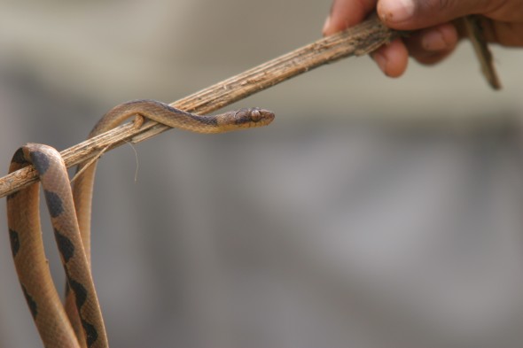 Wildlife (6)