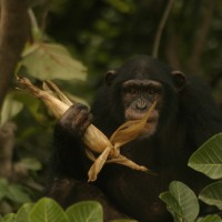 Wildlife (60)