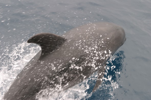 Wildlife (64)