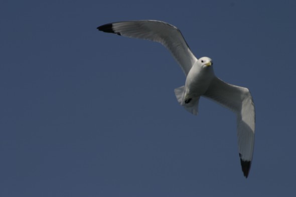 Wildlife (67)