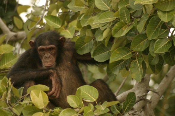 Wildlife (7)