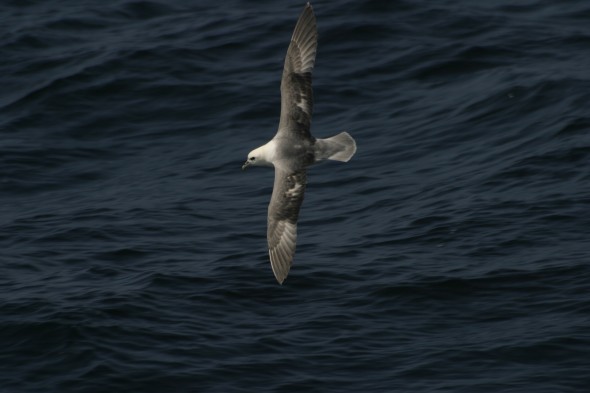 Wildlife (74)