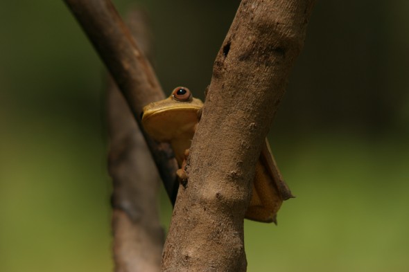Wildlife (75)