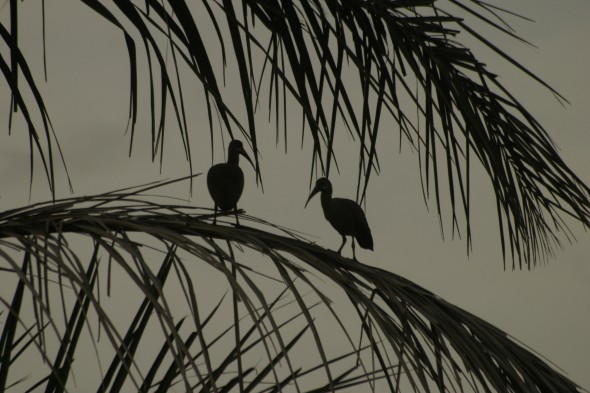Wildlife (76)
