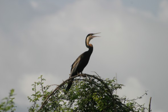 Wildlife (77)