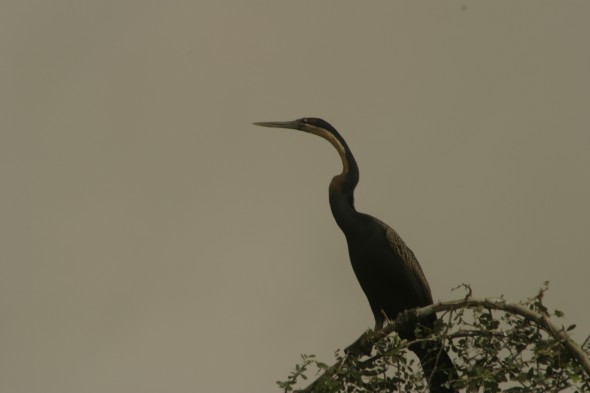 Wildlife (79)