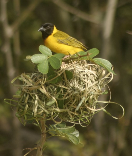 Wildlife (80)