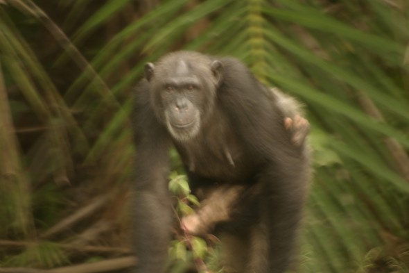 Wildlife (81)