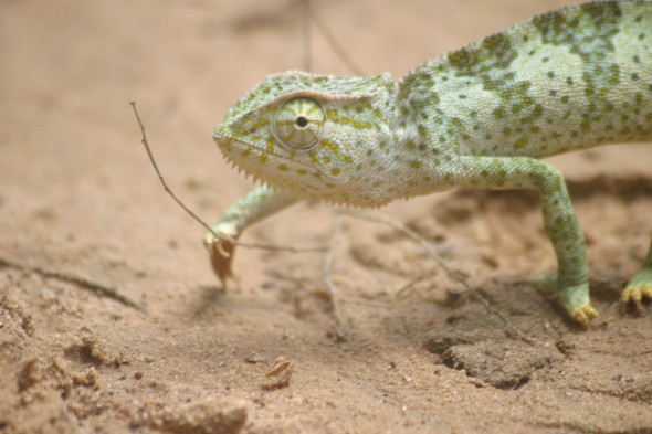 Wildlife (82)
