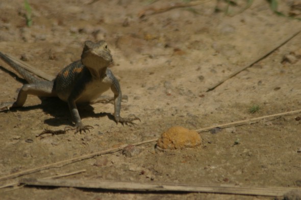 Wildlife (84)