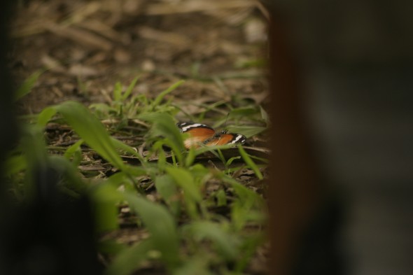 Wildlife (85)