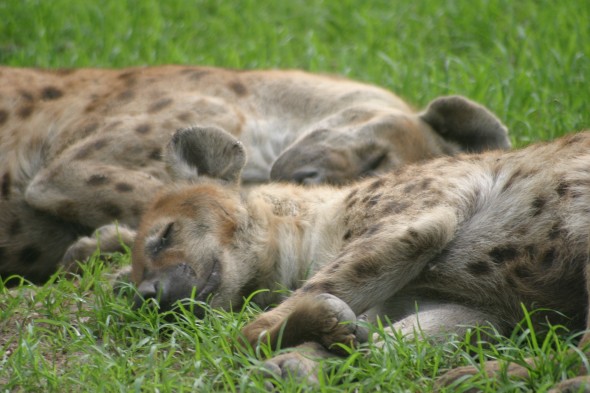 Wildlife (86)