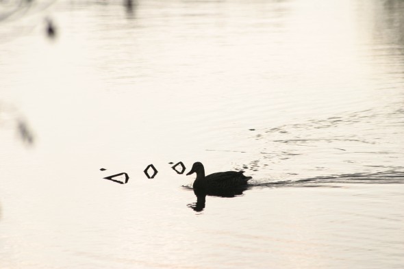 Wildlife (9)