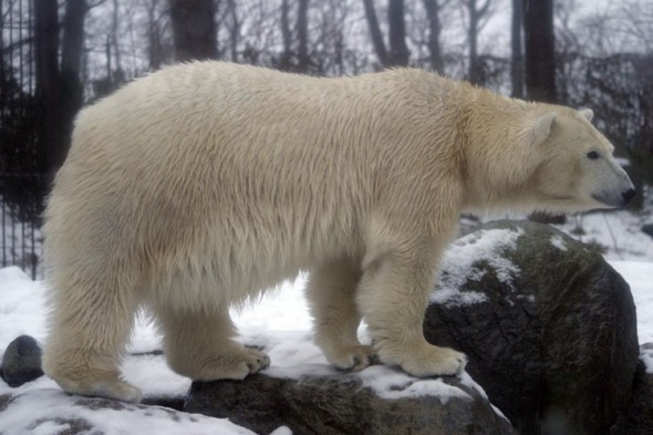 Wildlife (90)