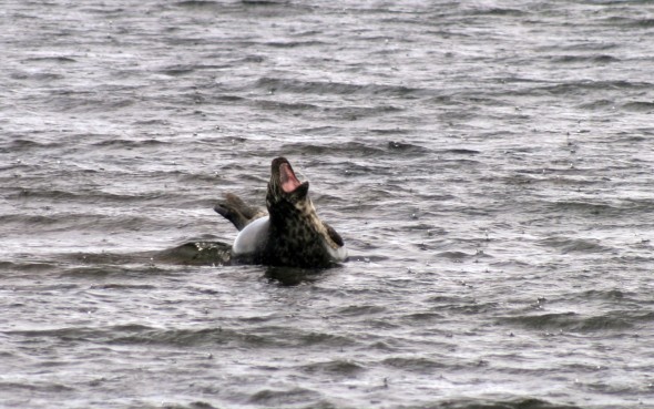 Wildlife (92)