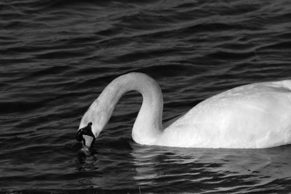 Wildlife (96)