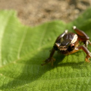 Frogs of Payamino