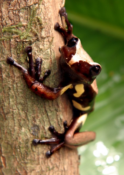 Rugiceps cut&burn1 copy