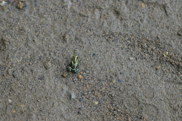 dentrobates ventrimaculates