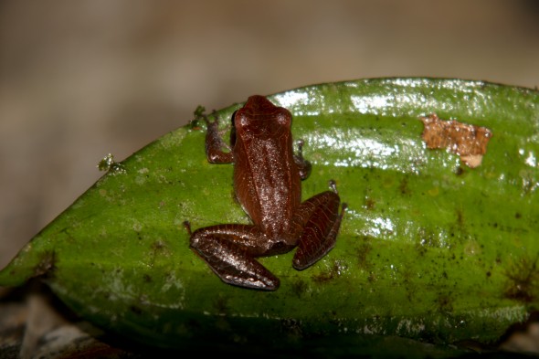 eleuthconspiculatus2